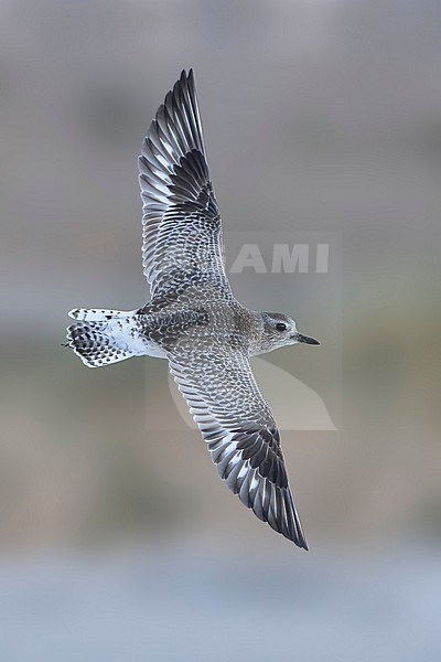 Adult non-breeding
Riverside Co., CA
January 2022 stock-image by Agami/Brian E Small,