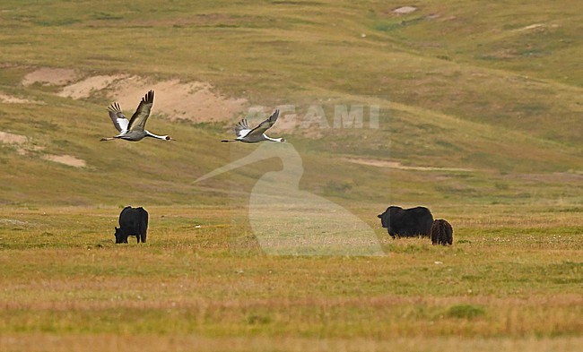The White-naped Crane (Antigone vipio) is a beautiful species of crane that breeds in eastern Asia. Here two individuals with two Yaks (Bos grunniens), a typical domestic animal in Mongolia. stock-image by Agami/Eduard Sangster,