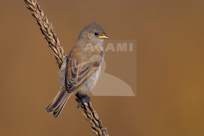 Vrouwtje Buidelmees; Male Penduline Tit; stock-image by Agami/Daniele Occhiato,