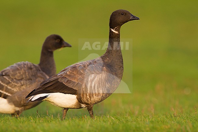 Dark-bellied Brent Goose - Dunkelbäuchige Ringelgans - Branta bernicla ssp. bernicla, Germany, adult stock-image by Agami/Ralph Martin,