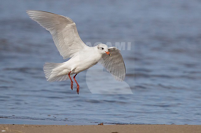 Mediterranean Gull (Ichthyaetus melanocephalus), adult in winter plumage landing on the shore, Campania, Italy stock-image by Agami/Saverio Gatto,