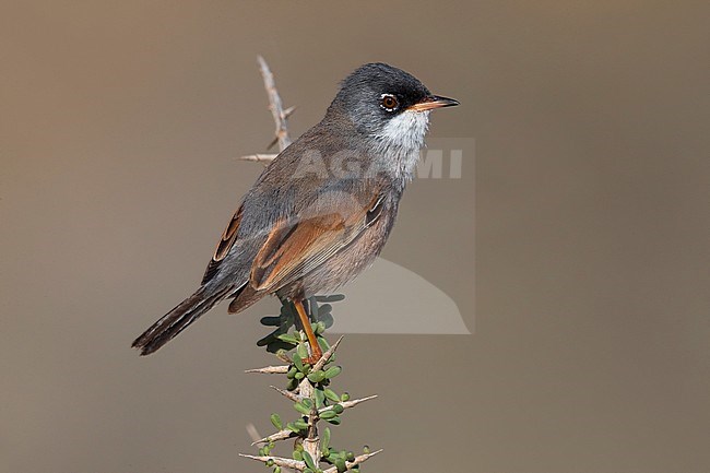 Spectacled Warbler (Sylvia conspicillata orbitalis) on Fuerteventura, Canary island, Spain stock-image by Agami/Daniele Occhiato,