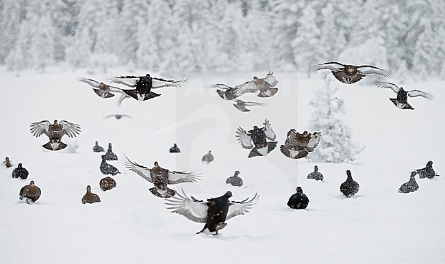 Korhoenders in de vlucht; Black Grouse in flight stock-image by Agami/Markus Varesvuo,