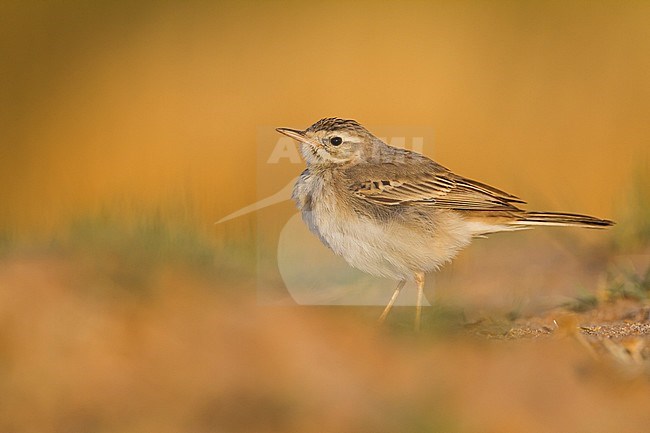 Tawny Pipit - Brachpieper - Anthus campestris, Oman stock-image by Agami/Ralph Martin,