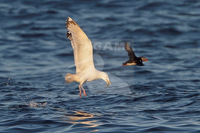 American Herring Gull, Amerikaanse Zilvermeeuw (Larus Smithonianus) from North America; stock-image by Agami/Glenn Bartley,