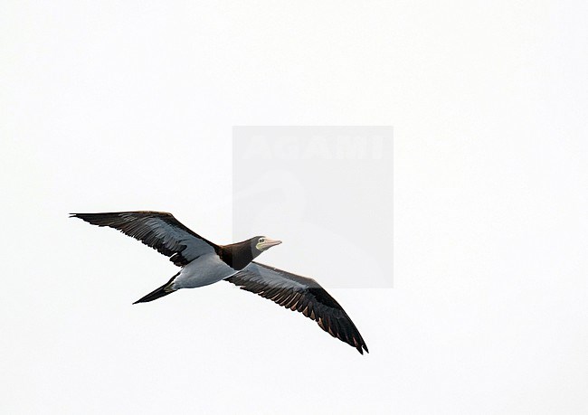 Adult Brown booby (Sula leucogaster leucogaster) off the coast of Gabon. stock-image by Agami/Pete Morris,