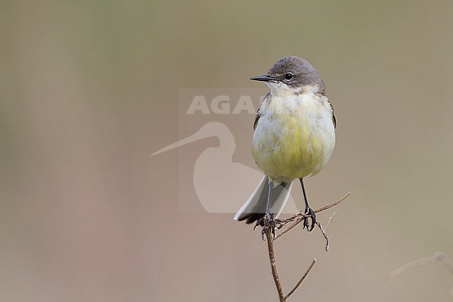 Black-headed Wagtail - Maskenschafstelze - Motacilla flava ssp. feldegg, adult female, Kazakhstan stock-image by Agami/Ralph Martin,