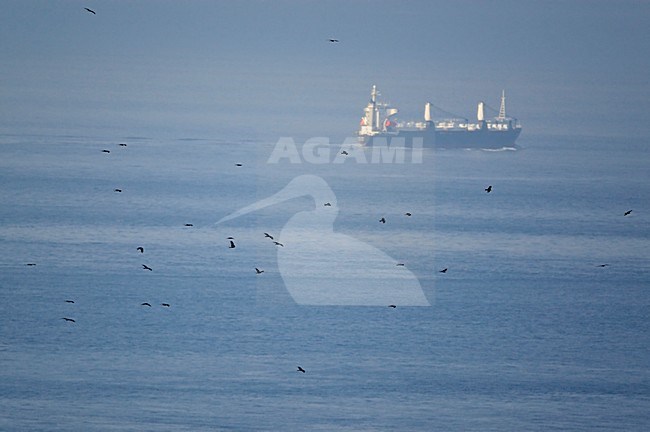 Zwarte Wouw groep vliegend; Black Kite group flying stock-image by Agami/Markus Varesvuo,