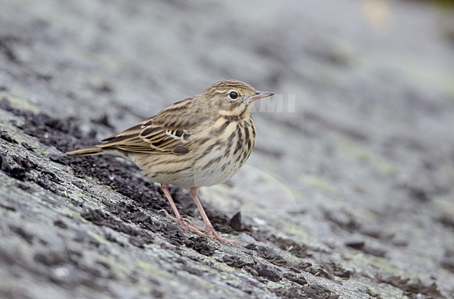 Boompieper op de grond; Tree Pipit on the ground stock-image by Agami/Markus Varesvuo,