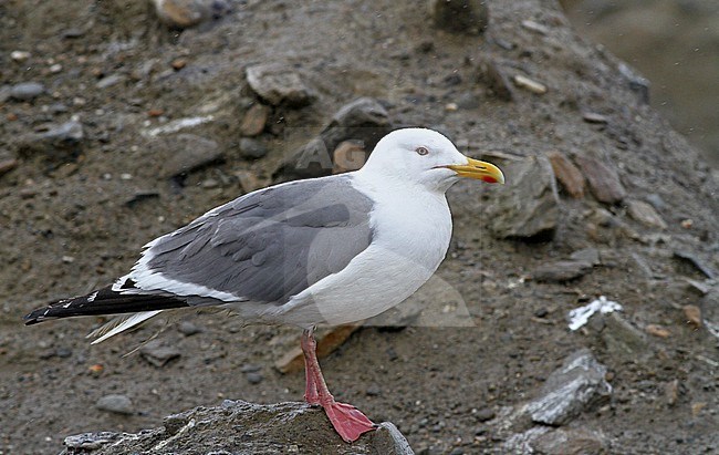 Adult Vega Gull (Larus vegae) in Alaska, North America. stock-image by Agami/Ian Davies,