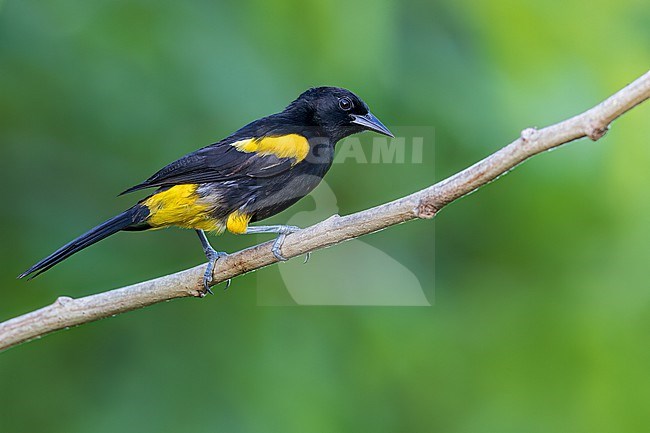 Puerto Rican Oriole (Icterus portoricensis) Perched on a branch in Puerto Rico stock-image by Agami/Dubi Shapiro,