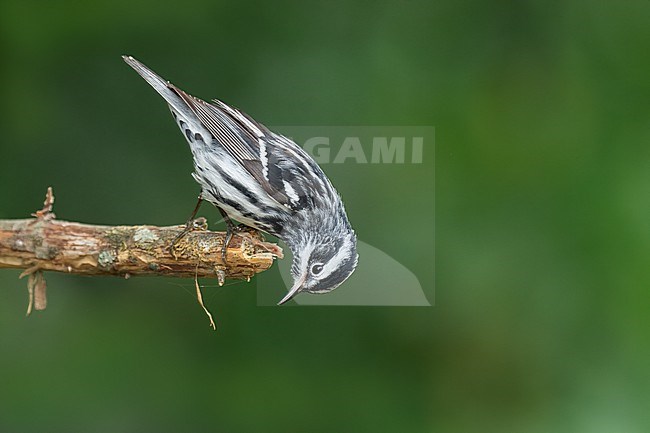 Adult male
Galveston Co., TX
April 2022 stock-image by Agami/Brian E Small,