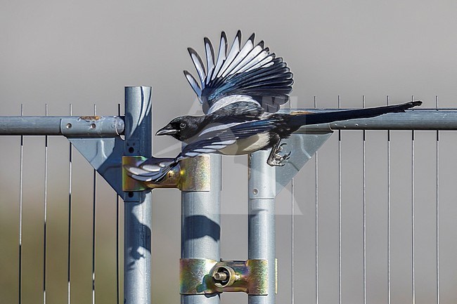 Adult male Common Magpie (Pica pica pica) flying from a fence in Josaphat, Brussels, Brabant, Belgium. stock-image by Agami/Vincent Legrand,