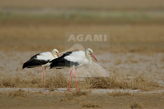 White Stork flock resting in the desert during migration; Ooievaar groep rustend in de woestijn tijdens de trek stock-image by Agami/Daniele Occhiato,