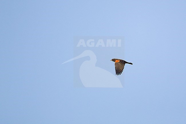 Red-winged Blackbird (Agelaius phoeniceus), male in flight during migration at Cape May, New Jersey, USA stock-image by Agami/Helge Sorensen,