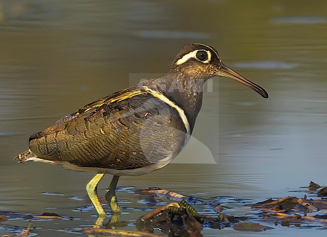 Greater Painted-snipe (Rostratula benghalensis), side view of an adult female standing in water in Gambia stock-image by Agami/Kari Eischer,