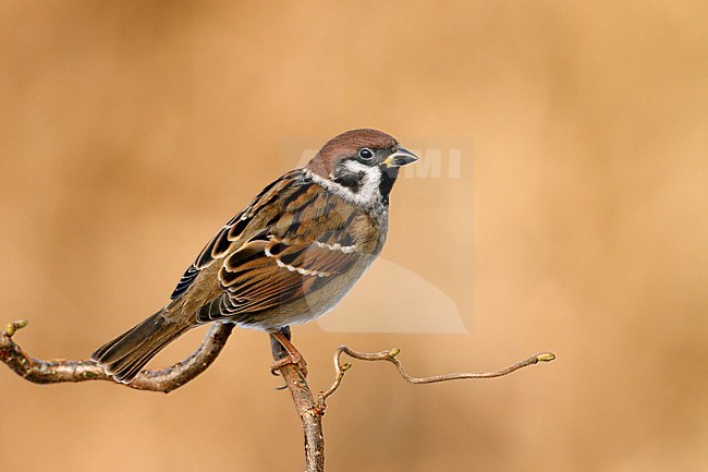 Ringmus; Eurasian Tree Sparrow; stock-image by Agami/Walter Soestbergen,