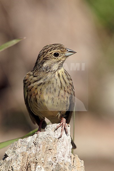 Vrouwtje Cirlgors, Female Cirl Bunting stock-image by Agami/Markus Varesvuo,