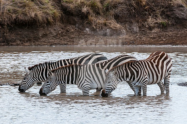 Plains zebras, Equus quagga, drinking water. Masai Mara National Reserve, Kenya. stock-image by Agami/Sergio Pitamitz,