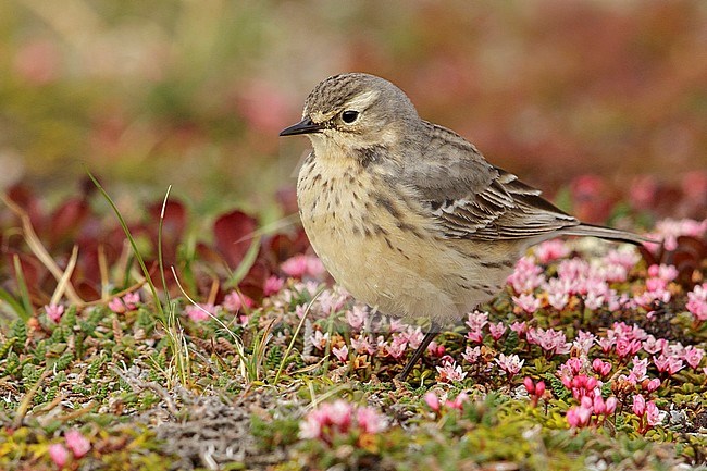 American Pipit (Anthus rubescens) perched on the tundra in Nome, Alaska. stock-image by Agami/Glenn Bartley,