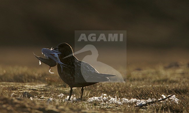 Grote Jager met prooi; Great Skua with prey stock-image by Agami/Menno van Duijn,