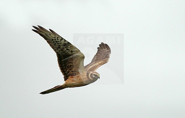 Second calendar year male Pallid Harrier (Circus macrourus) during spring, flying high in the sky, seen from the side. stock-image by Agami/Renate Visscher,