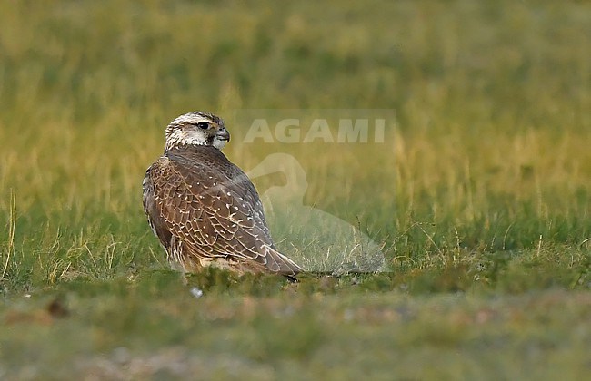 The Saker Falcon (Falco cherrug) is a large falcon that lives from central Europa across eastern Asia. stock-image by Agami/Eduard Sangster,