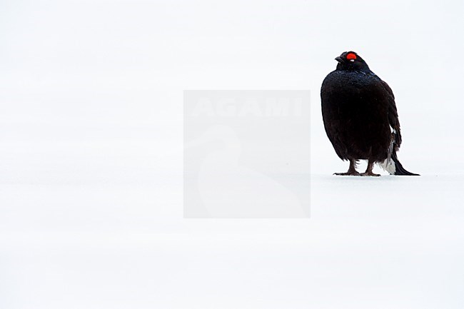 Mannetje Korhoen in de sneeuw, Male Black grouse in snow stock-image by Agami/Markus Varesvuo,