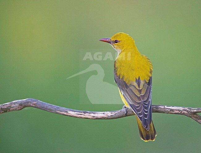 Golden Oriole female perched on branch; Wielewaal vrouw zittend op tak stock-image by Agami/Markus Varesvuo,