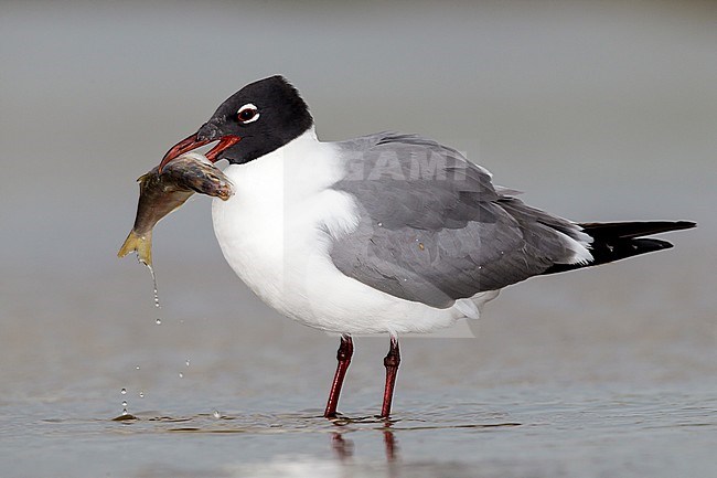 Adult breeding
Galveston Co., TX
April 2012 stock-image by Agami/Brian E Small,