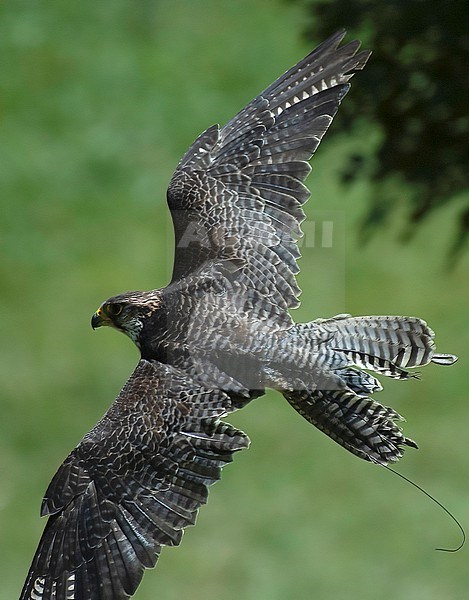 Lanner Falcon (Falco biarmicus feldeggii). Close-up picture of a falconer's captive bird in flight in Italy stock-image by Agami/Kari Eischer,