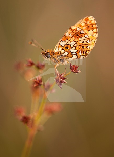 Zilveren maan; Small Pearl-bordered Fritillary stock-image by Agami/Han Bouwmeester,