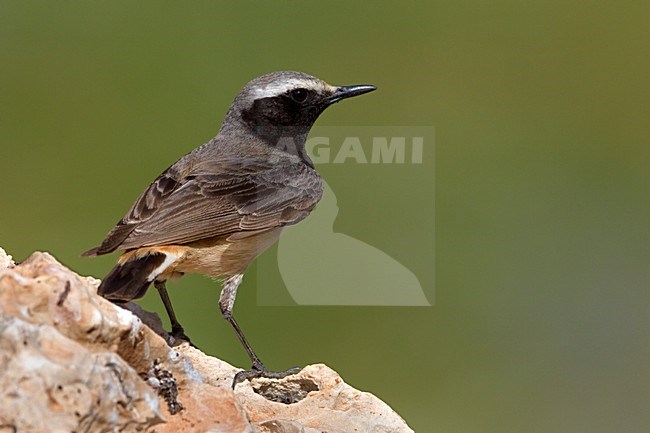 Westelijke Roodstaarttapuit mannetje zittend op rots; Kurdish Wheatear male perched on rock stock-image by Agami/Daniele Occhiato,