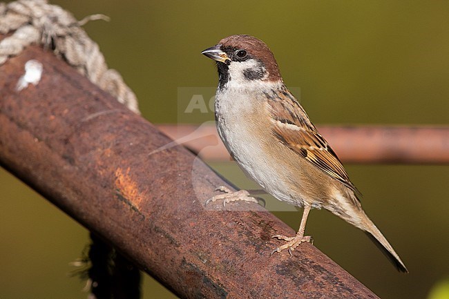Eurasian Tree Sparrow (Passer montanus), adult perched on a piece of rusty iron in Italy. stock-image by Agami/Saverio Gatto,