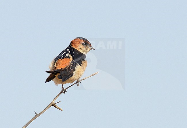 Amur Red-rumped Swallow (Cecropis daurica daurica) perched on a twig in India. stock-image by Agami/Laurens Steijn,