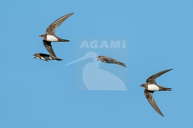 Groupe of Alpine Swift (Tachymarptis melba) flying agains blue sky in Switzerland. stock-image by Agami/Marcel Burkhardt,