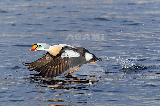 Koningseider; King Eider; Somateria spectabilis stock-image by Agami/Hugh Harrop,