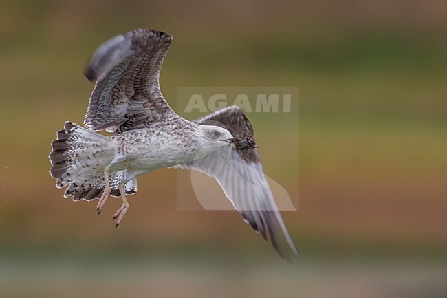 Geelpootmeeuw; Yellow-legged Gull; Larus michahellis stock-image by Agami/Daniele Occhiato,