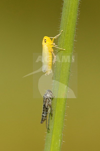 uitsluipende Groene cicade; emerging Green leafhopper; stock-image by Agami/Walter Soestbergen,