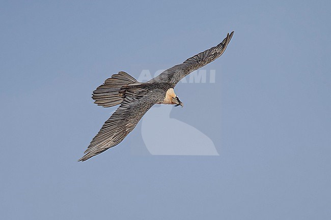 Adult  Bearded Vulture (Gypaetus barbatus) flying against blue sky  in the swiss alps. stock-image by Agami/Marcel Burkhardt,