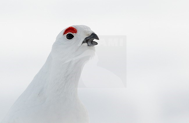 Roepende winter kleed Moerassneeuwhoen in de sneeuw, Calling winter plumage Willow Ptarmigan in snow stock-image by Agami/Markus Varesvuo,