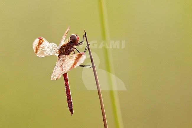 Bandheidelibel nat van de dauw; Banded darter wet from the dew stock-image by Agami/Theo Douma,