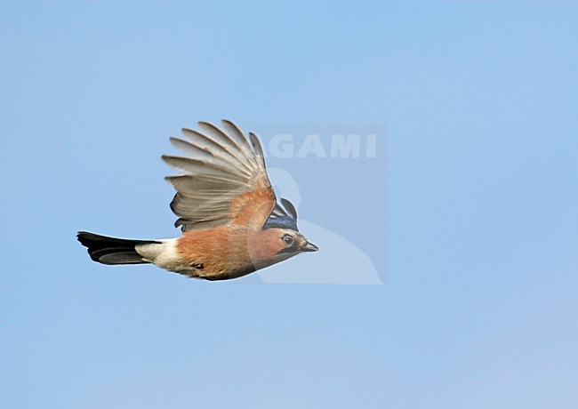 Gaai in de vlucht; Eurasian Jay in flight stock-image by Agami/Markus Varesvuo,