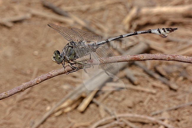 Imago Vaandeldrager; Adult Bladetail stock-image by Agami/Paul Schrijvershof,