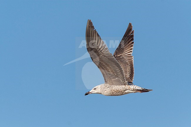 Yellow-legged Gull - MIttelmeermöwe - Larus michahellis ssp. michahellis, Portugal, 1st S stock-image by Agami/Ralph Martin,