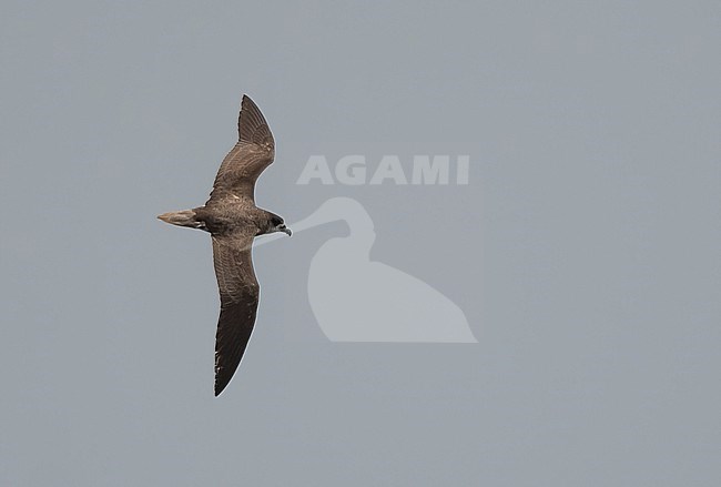 Fea's Petrel or Gon-gon (Pterodroma feae) is an endemic breeding bird of Cape Verde. It is a winter breeder and is absent from mid May when it is migrating to the non-breeding area off the coast of southeast North America. stock-image by Agami/Eduard Sangster,