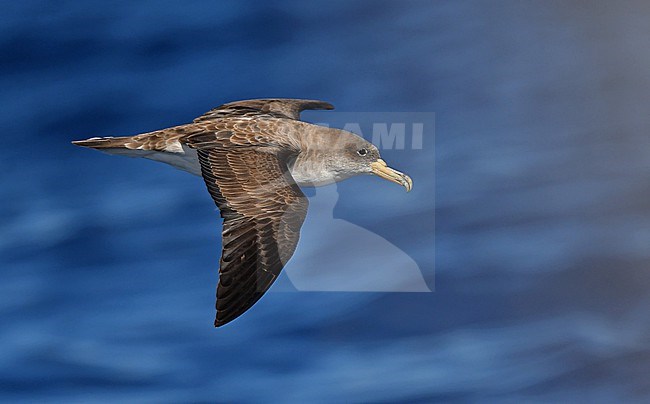 Cory's Shearwater (Calonectris diomedea) near Madeira stock-image by Agami/Eduard Sangster,