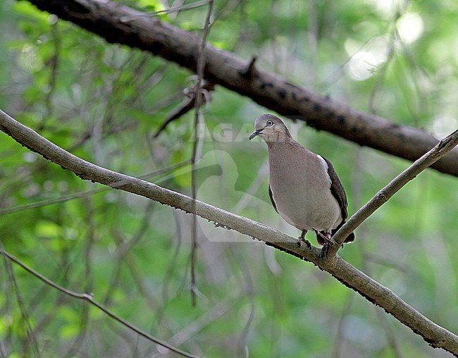 Grenada Dove, Leptotila wellsi) critically endangered and endemic to the island of Grenada in the Lesser Antilles. stock-image by Agami/Pete Morris,