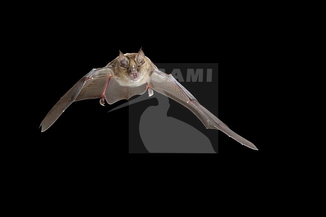 Grote Hoefijzerneus in de vlucht; Greater Horsshoe Bat in flight stock-image by Agami/Theo Douma,