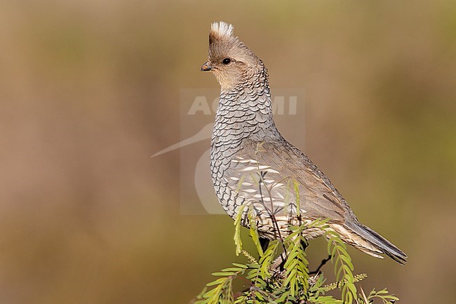 Adult male
Culberson Co., TX
April 2013 stock-image by Agami/Brian E Small,